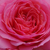 Pink - Bed and borders rose - floribunda - First Edition